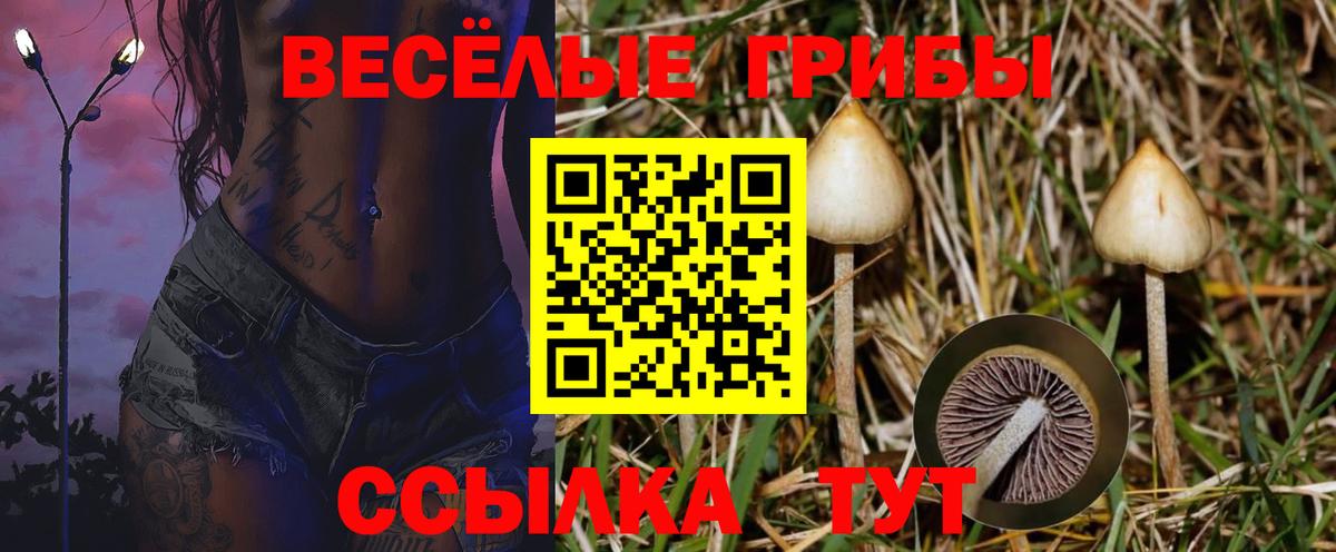 Галлюциногенные грибы Psilocybine cubensis Волжский
